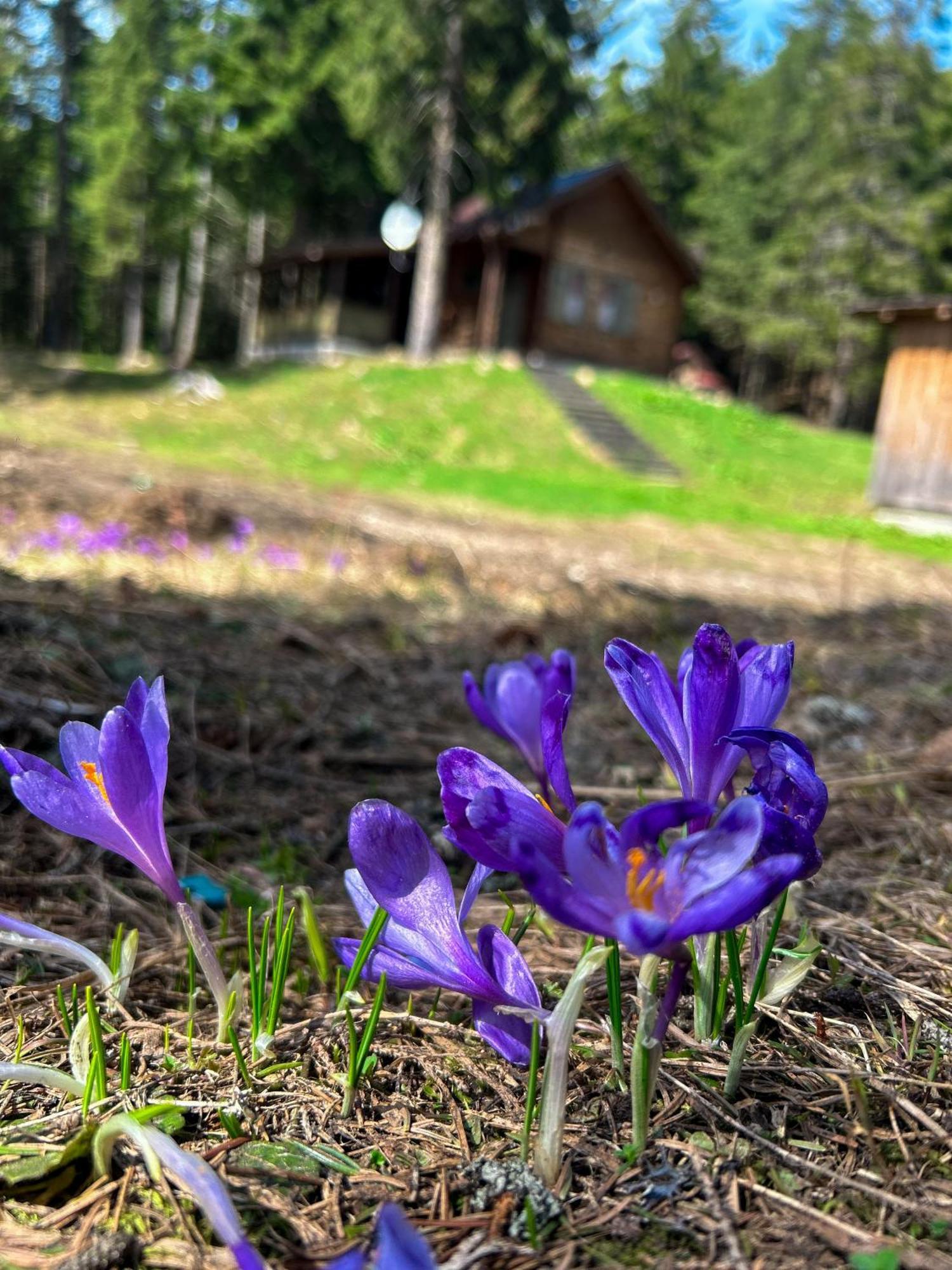 Natura Haziko Izvoare  Exterior foto